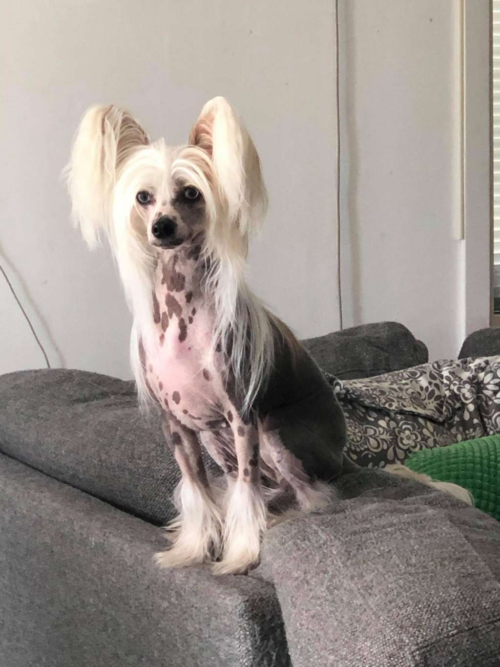 Denize'z Gizmo'z Thunder Strom