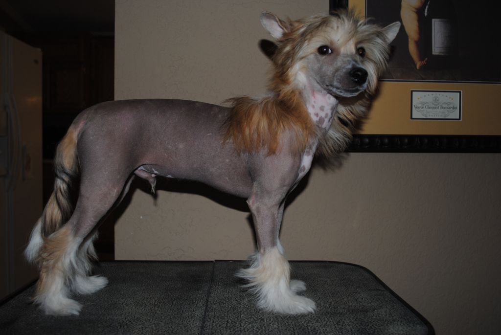 Carrera's King Of The Jungle