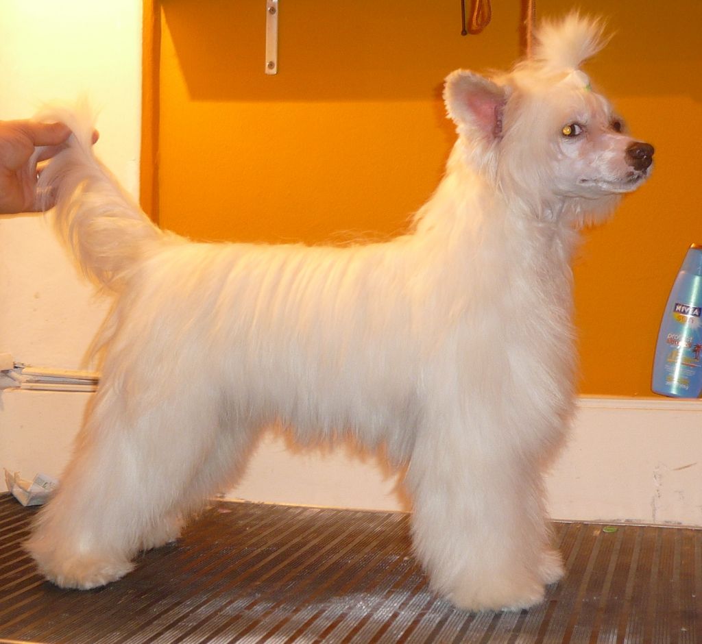 Saint christopher's magic Alba