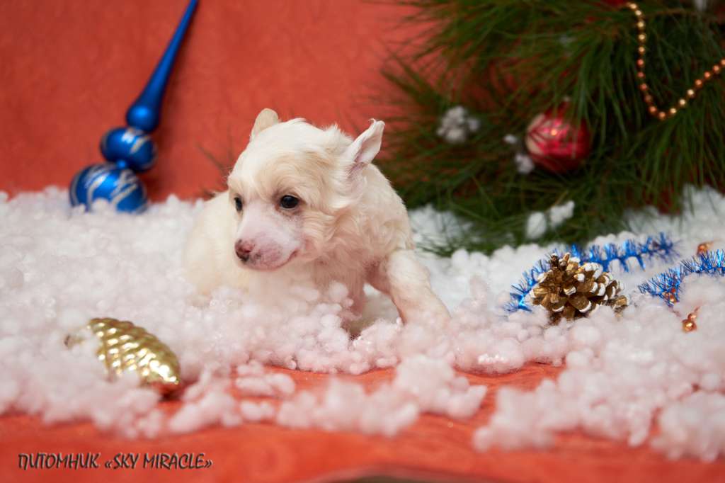 Sky Miracle Yuki Snow Sparkling