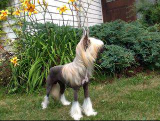 Sapfir iz Tsarskogo Sela Tamerlan