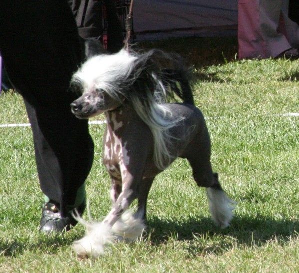 House of Giant's Wannabee Hercules