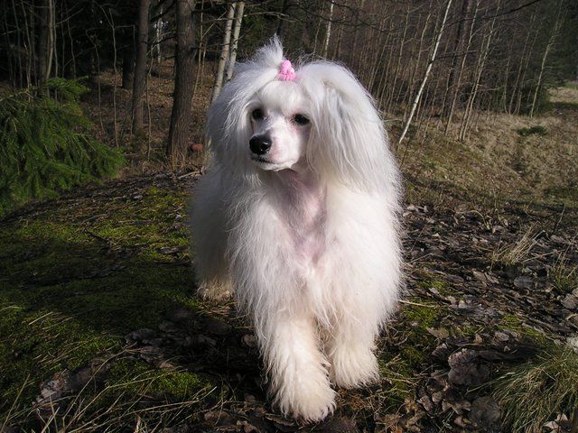 Little-trixie 2004-2009