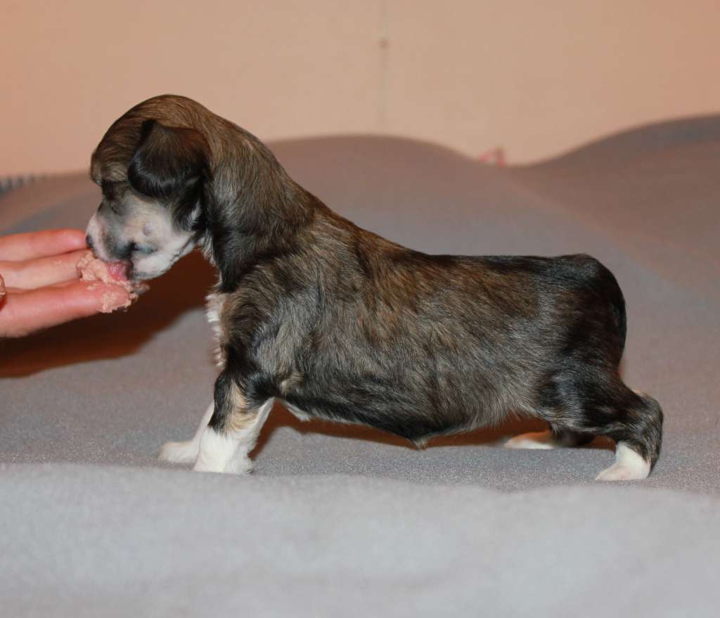 Blendverk's Famouse Rose