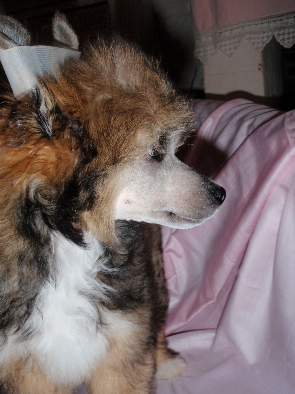 Pu Yi's Dynasty Indira Mei Lee