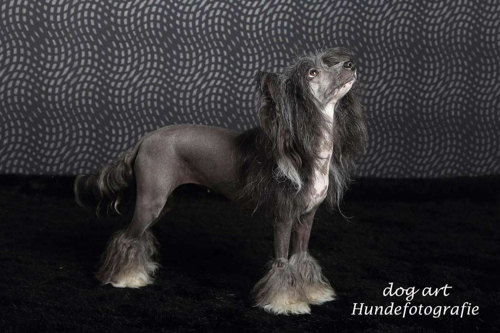 Hotlist von Shinbashi