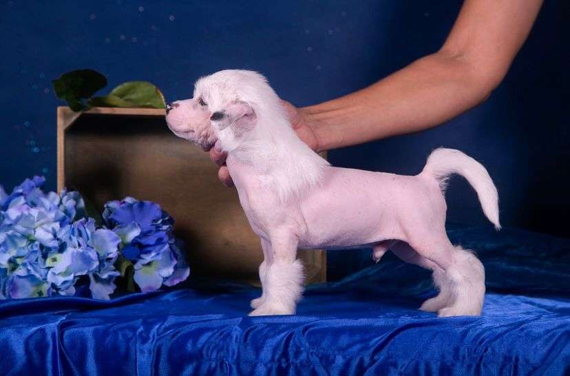 Fiery Fame Darling Of Fortune