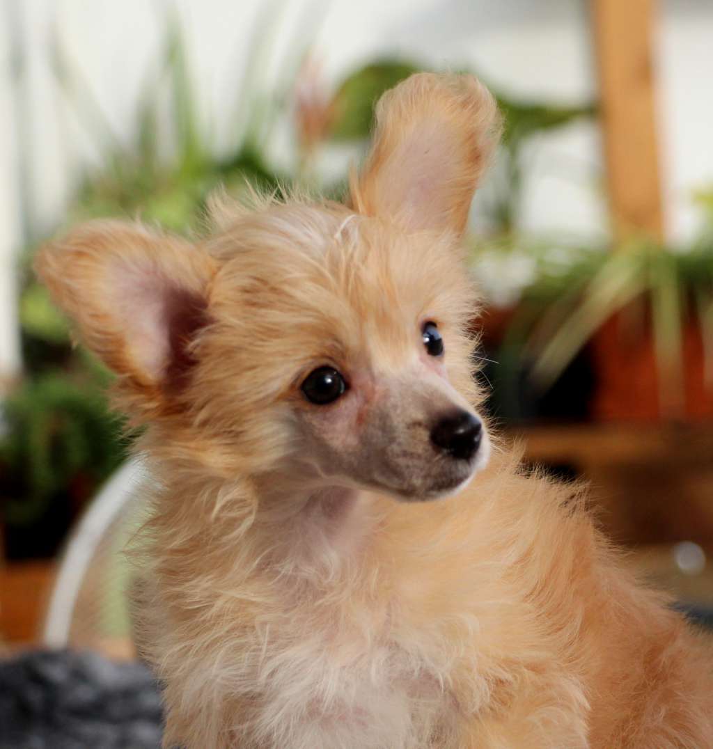 So-soft Kylie de Kleopatra