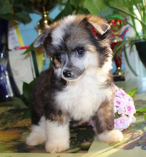 Angel O' Check Georgin