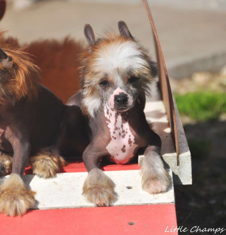 Ultra Soft Little Champs