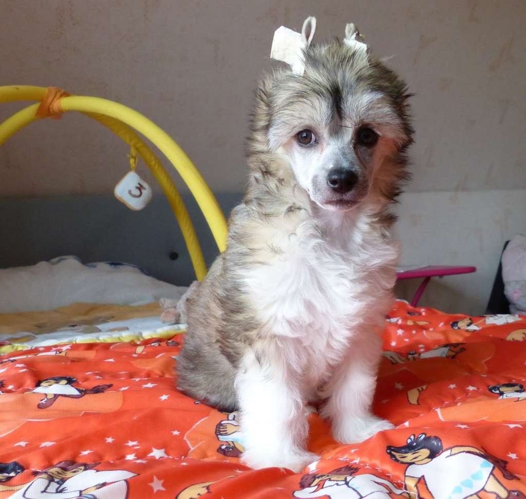 Gasira vom Apfelland