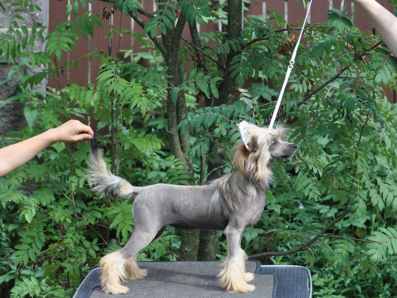 Zholesk Yours Truely