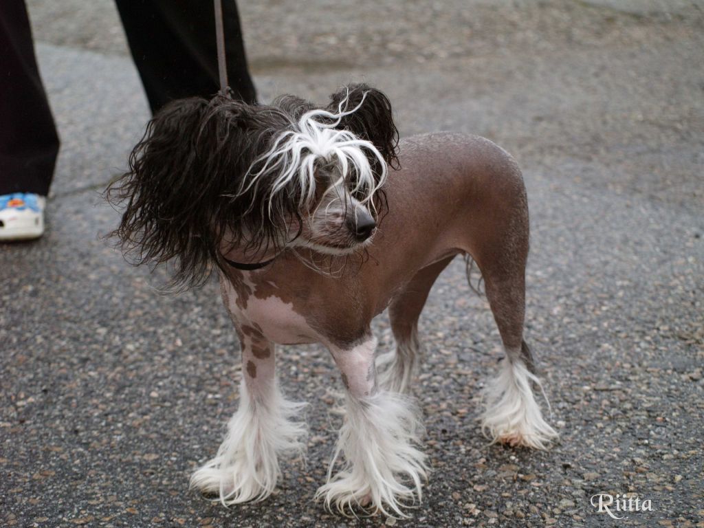 Sea Fire's Hooked On A Feeling