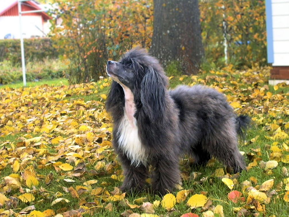 Joyway's Night Rider