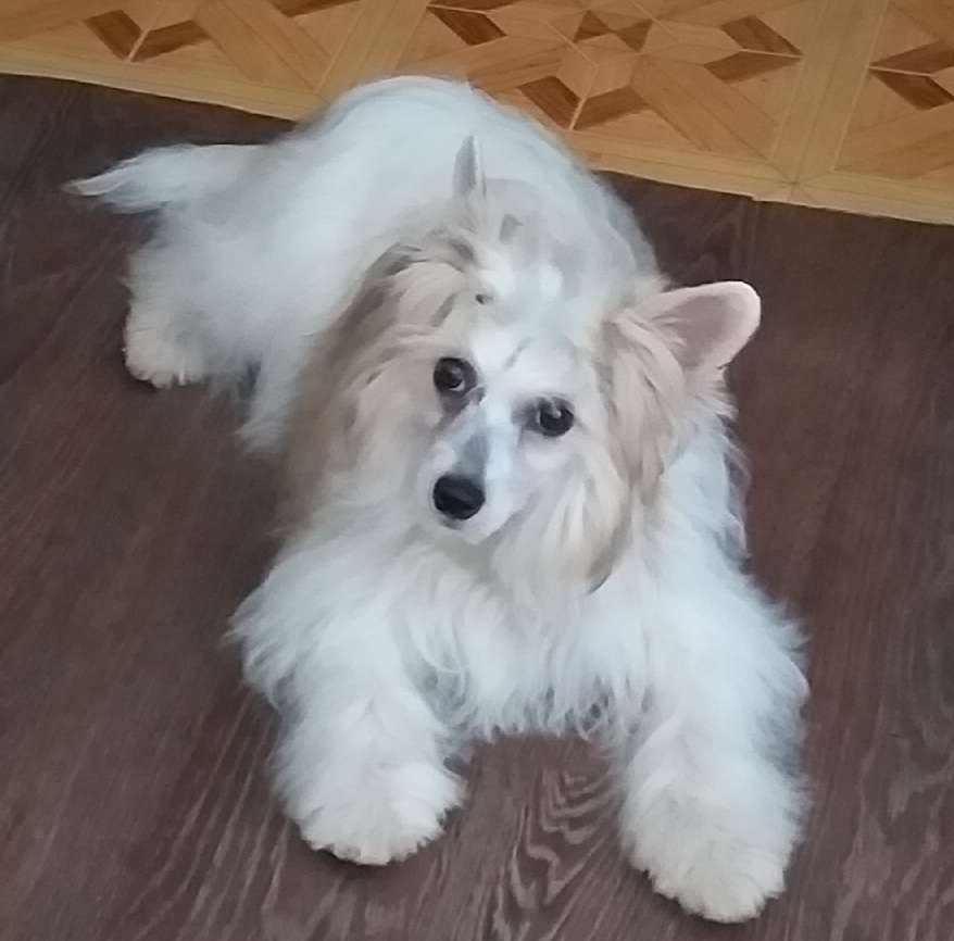 Style Bravo Uitni Teil