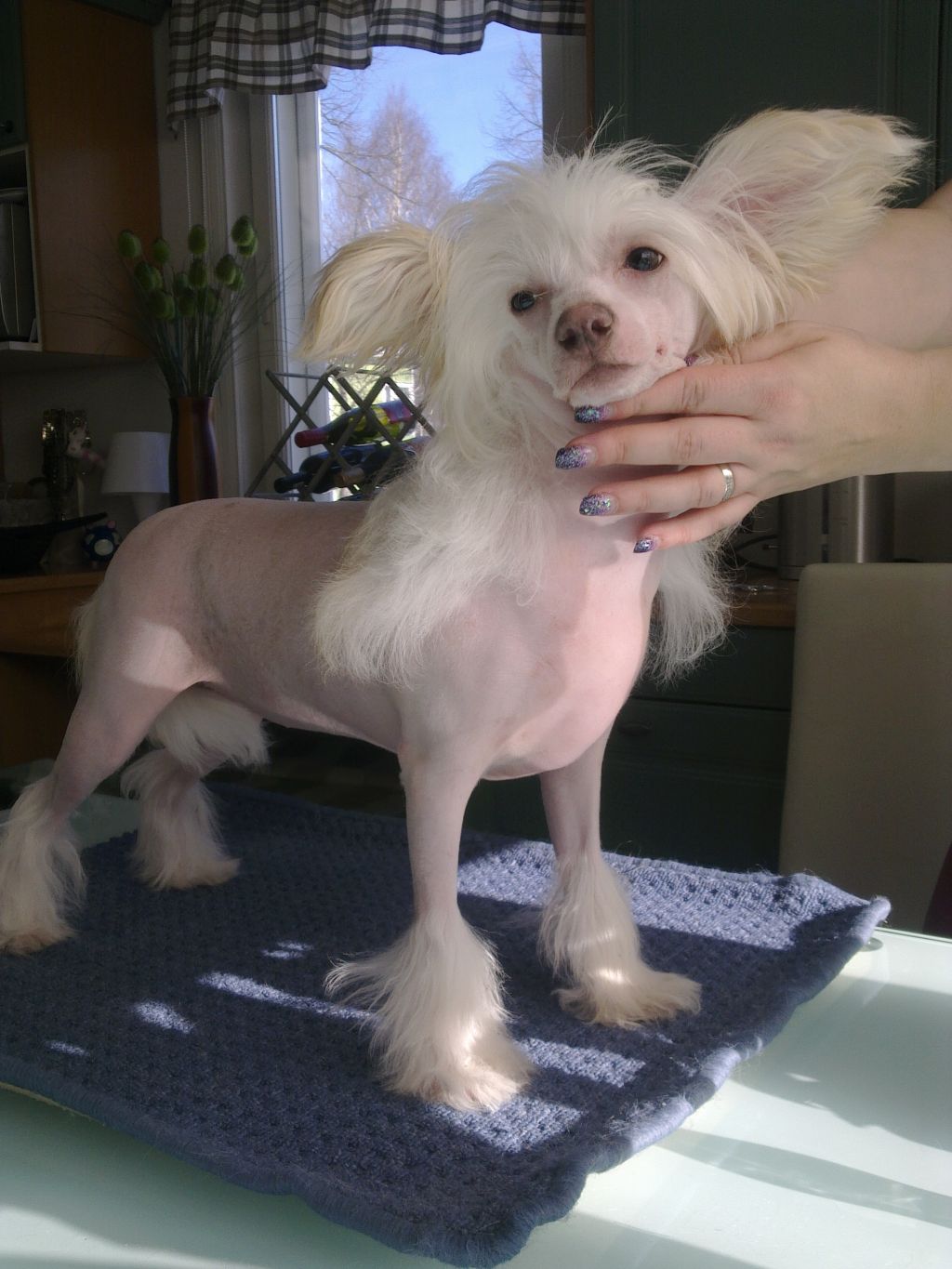 Candy Queen's Jane Became Insane