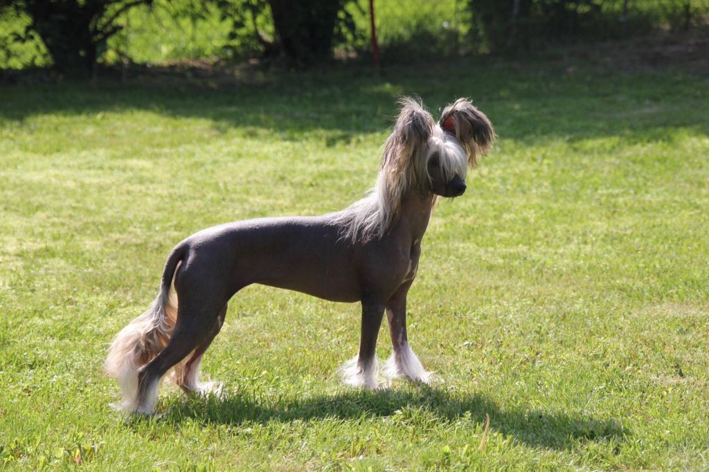 K9Madness Hello Kitty Herself