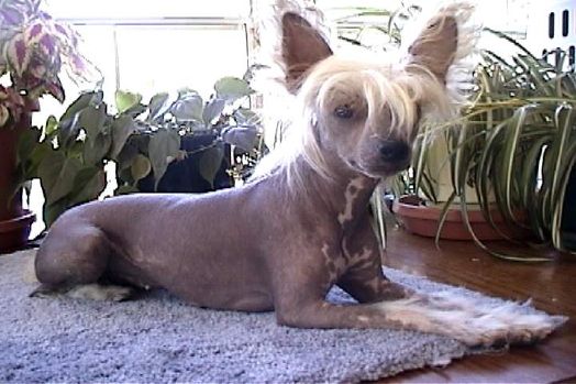 Badger Crest Scarlet No' Haira