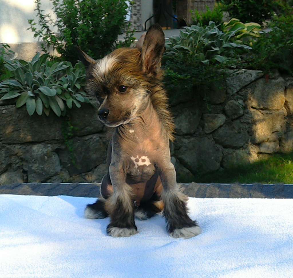 Connor Chinese Dynasty Family