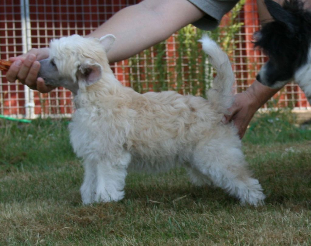 Proud Pony Crescendo