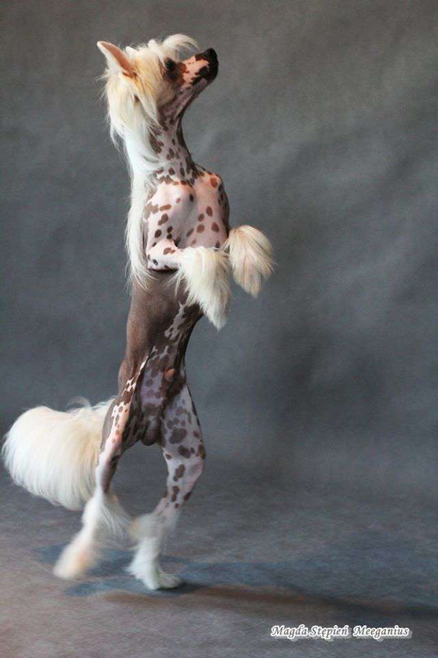 Chanchiro Valp Fra Elizabeth(FCI)