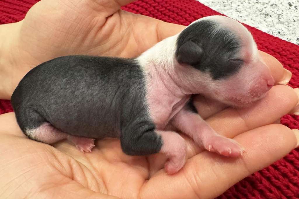 Incanto Del Mondo Pandy Am I