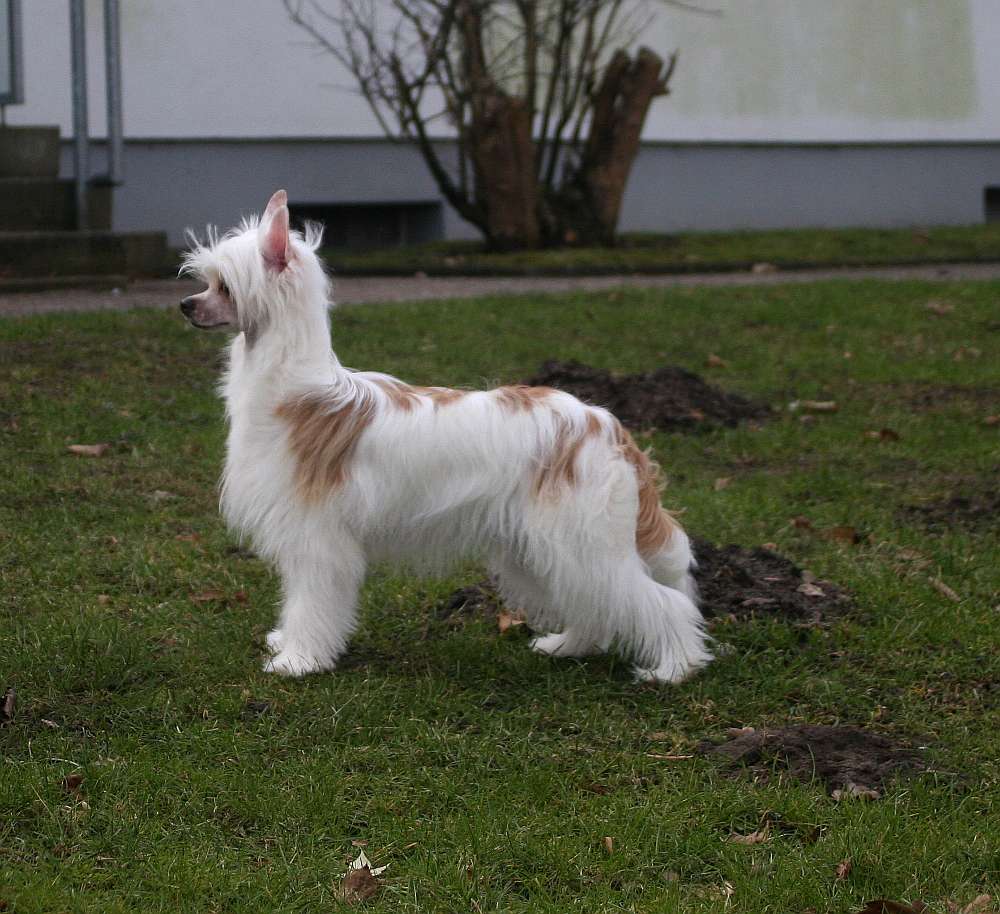 Edcullen's Glade Fran Fine