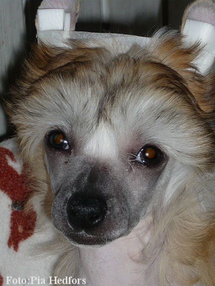 Inya Dreams For Crying Out Loud