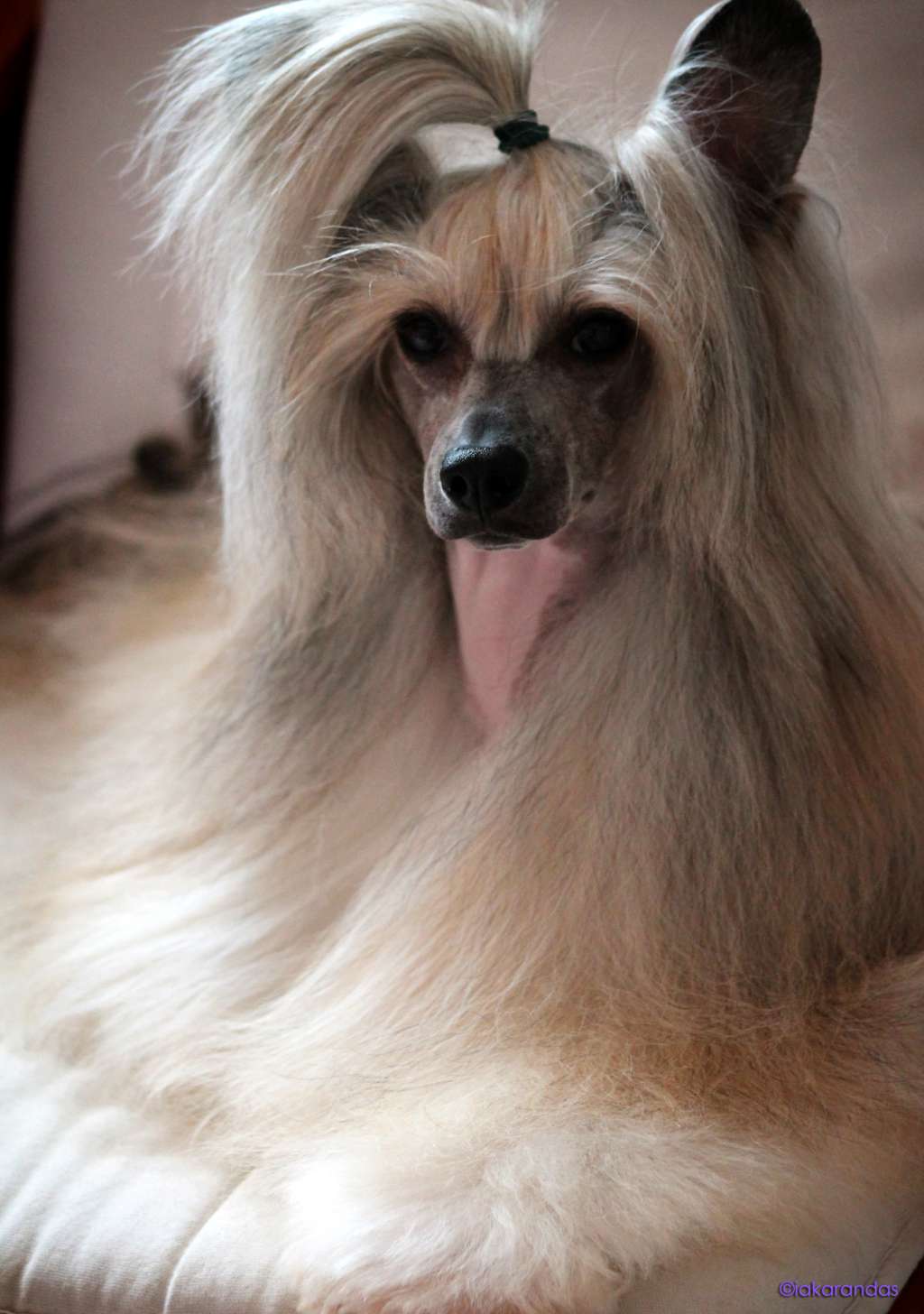 JCh. iakarandas Dale al Mambo