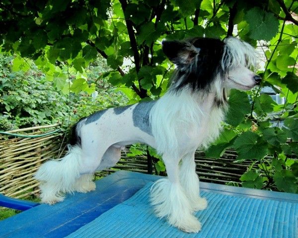 Iroslava Obrazcovy Kavaler