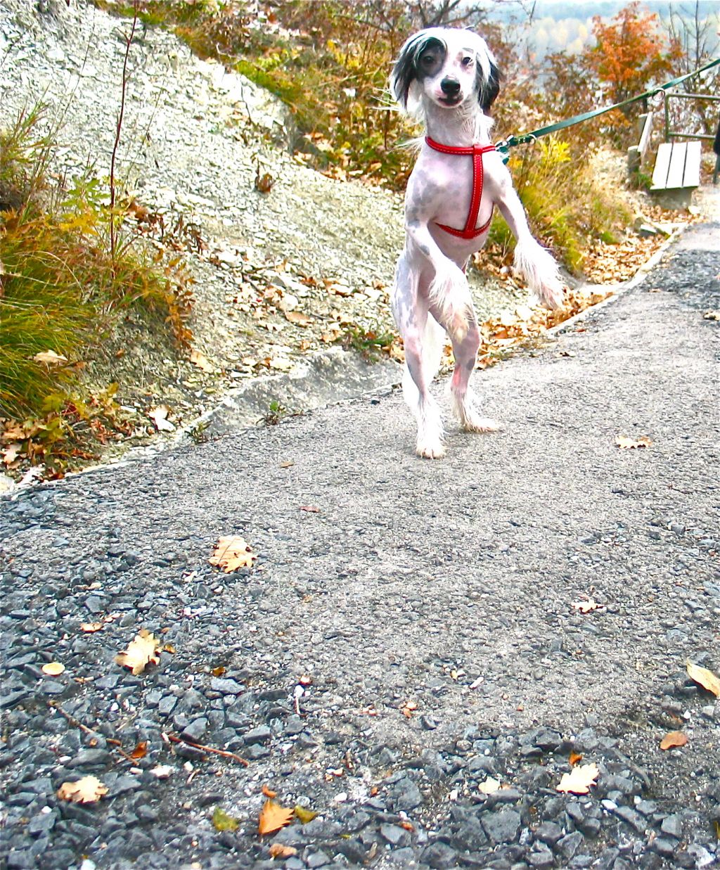 Amazone Di Chrisdor's