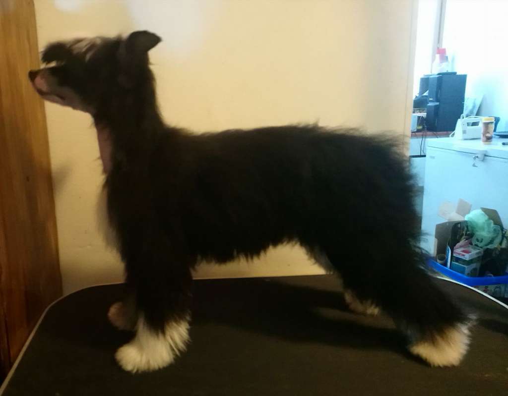 Stormblåstens Elvira