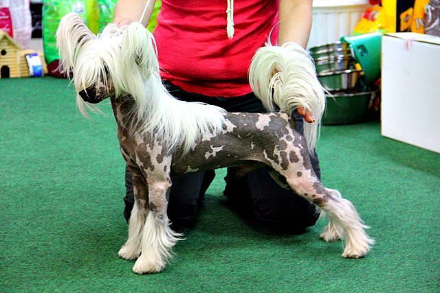 Irgen Gold Charlie Chopard