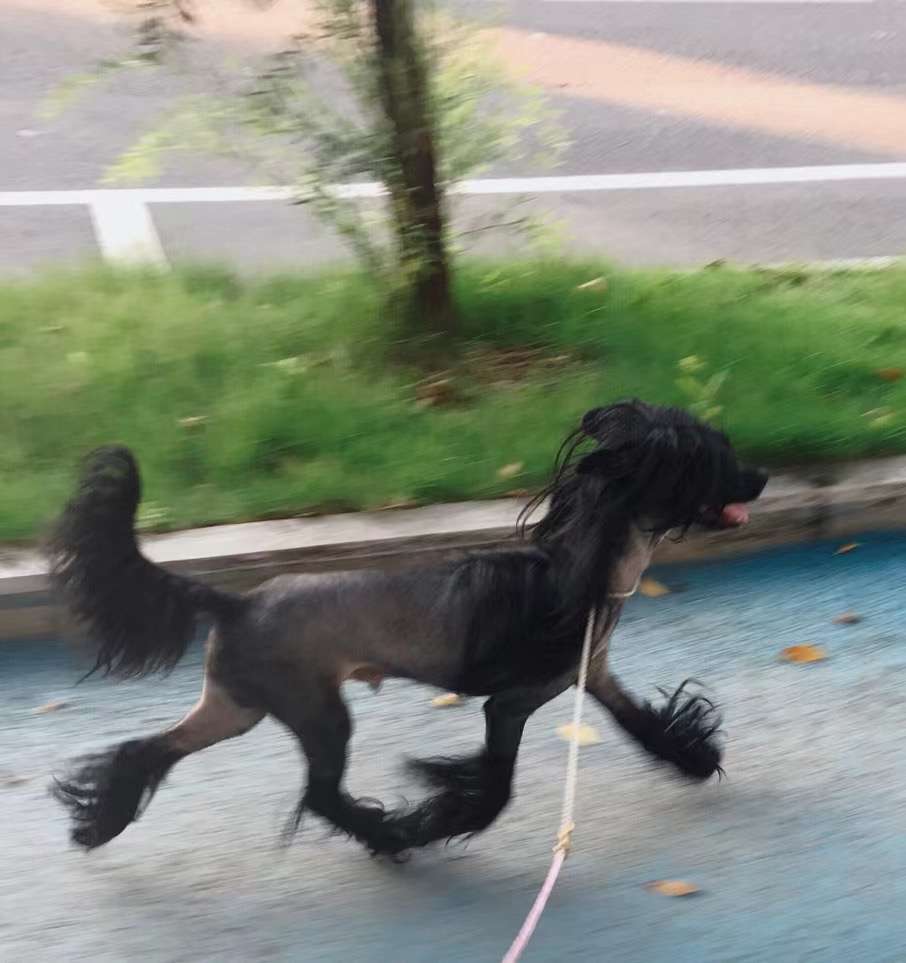 Incanto Del Mondo Super Black Hero