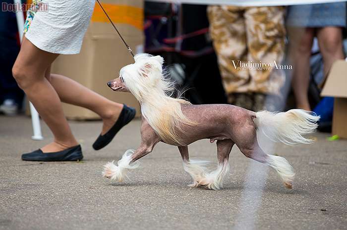 Ilory Fantastik Kashmir Flame II