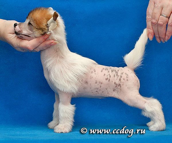 LoveMagic Expensive Slyle