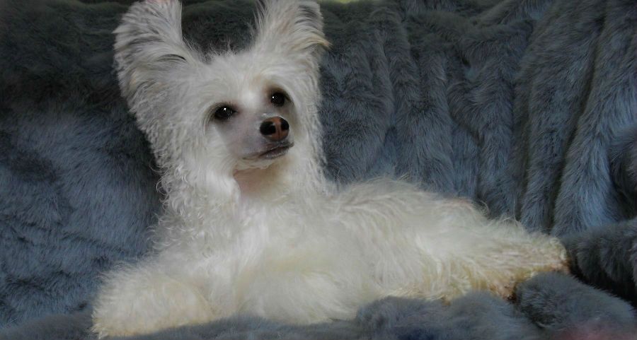 Hohlatiy glamour Harmony Gella