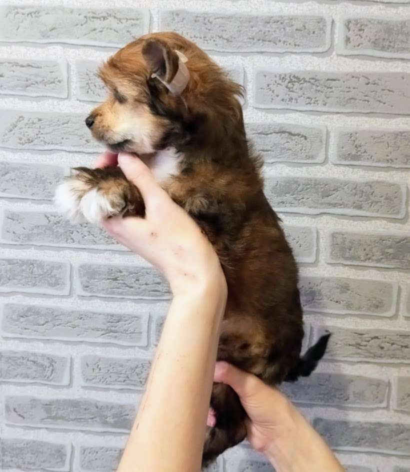 Formula Lubvi iz Chudnoy Doliny