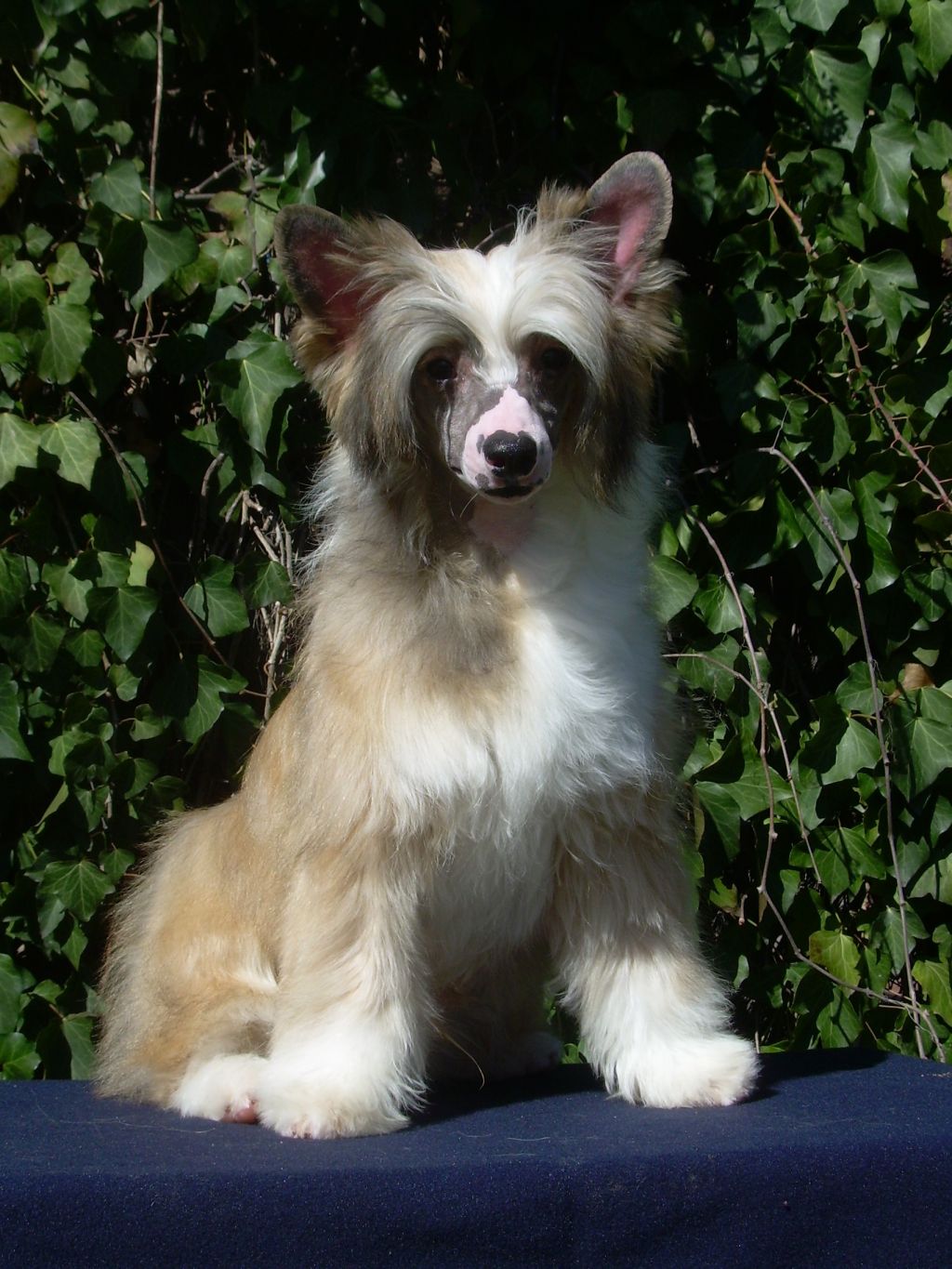 Ha Wei de Bleu Argent