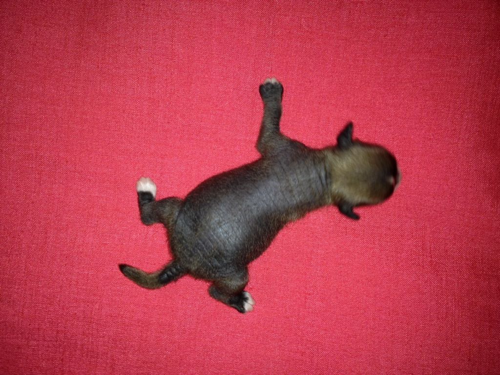 hl male 4 Chinese Crested Mexico