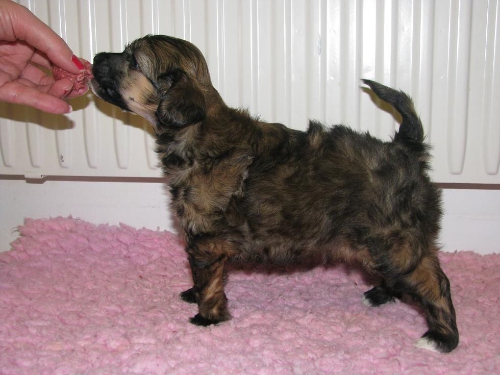 Lucky Line's Match Maker