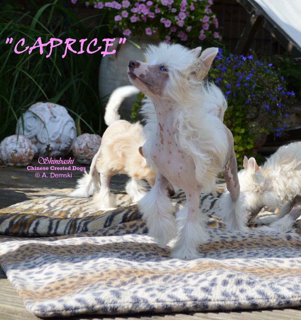 Caprice von Shinbashi