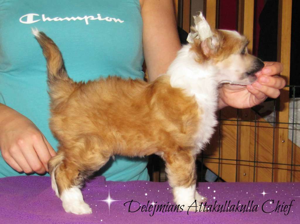 Delejmians Attakullakulla Chief