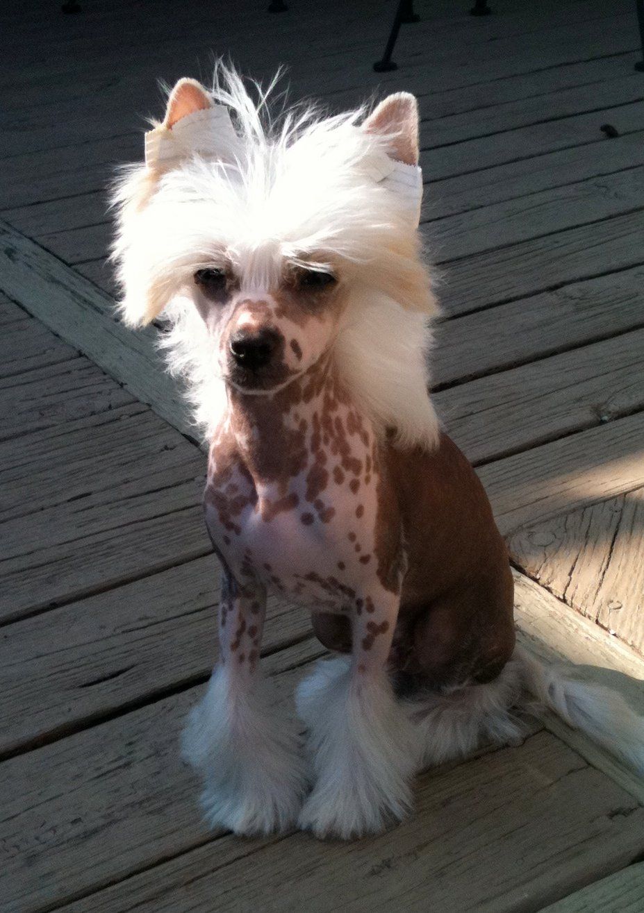 Zen's Quantum Force Of The Sun