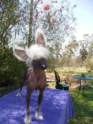 Sherabill Lady Marmalade