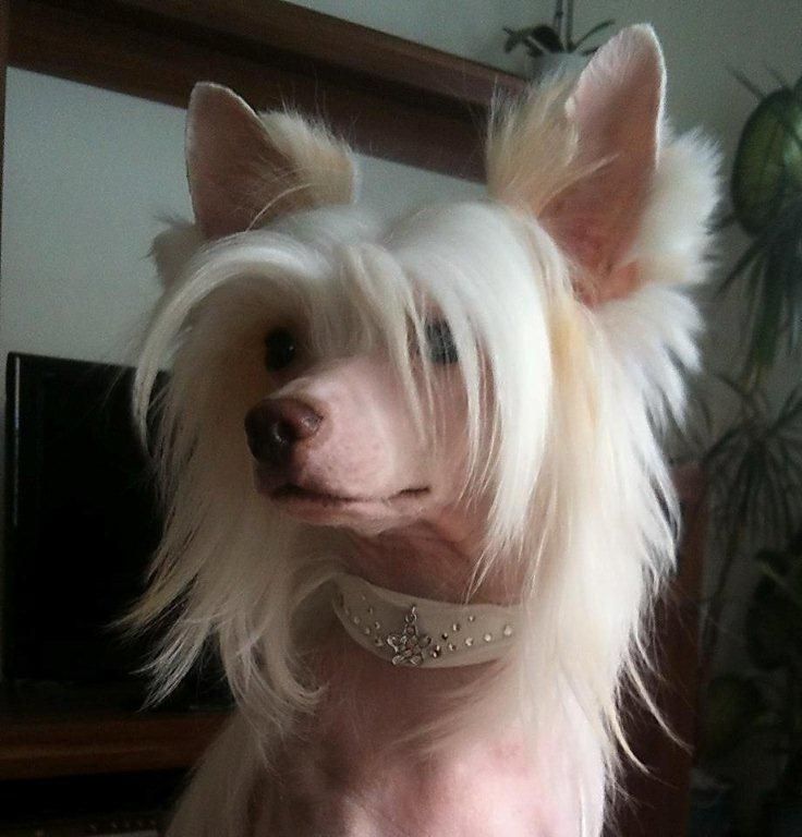 Ice Touch von Shinbashi