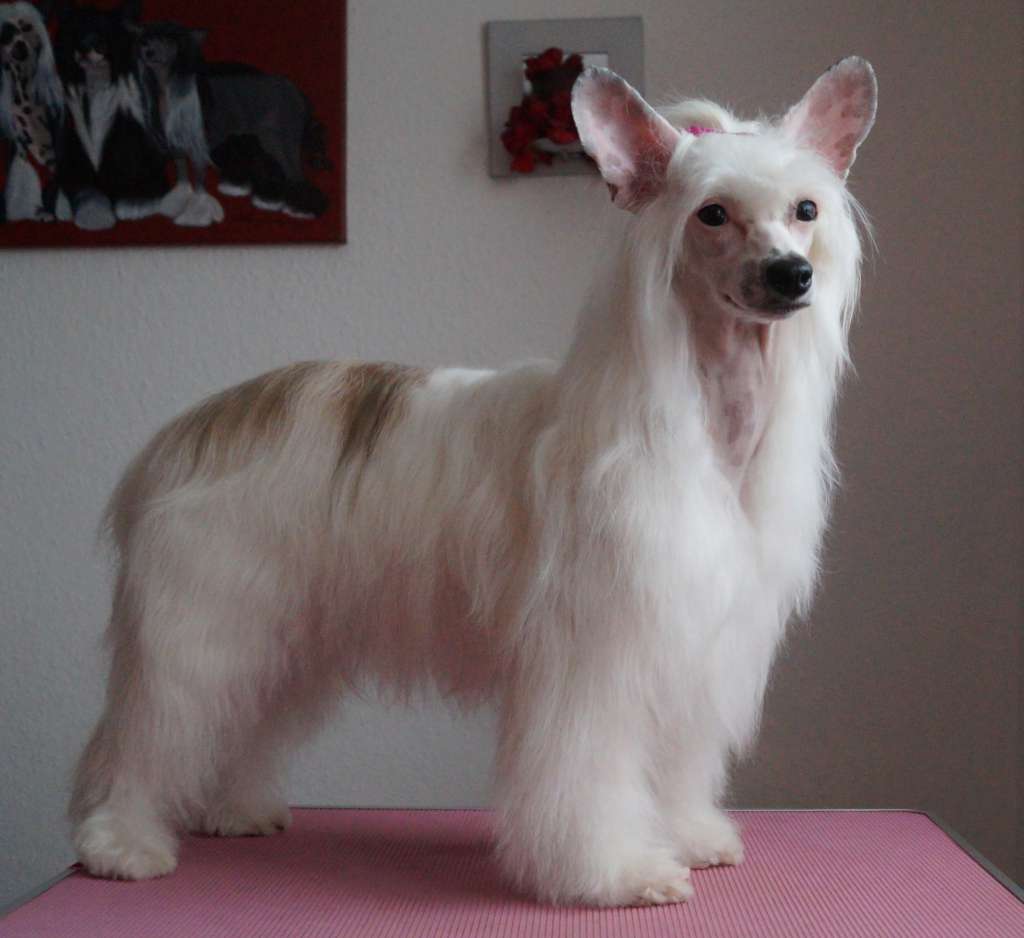 Early Daylight of Candymoor Castle