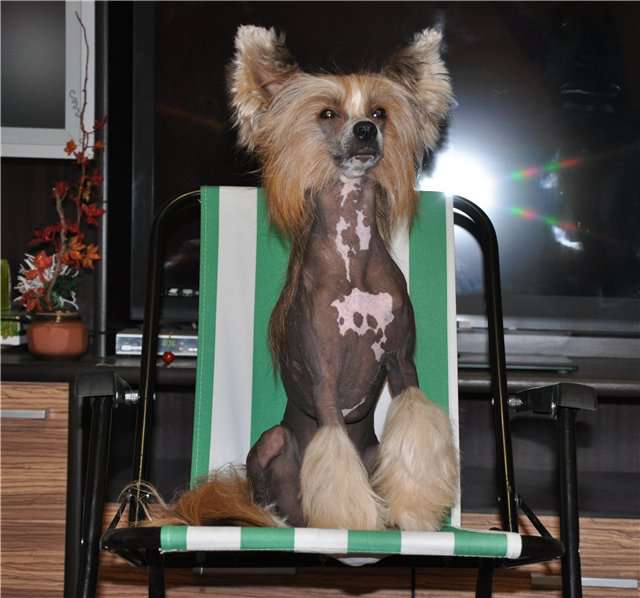 Olegro Katrin Iskander   PRA & PLL - clear