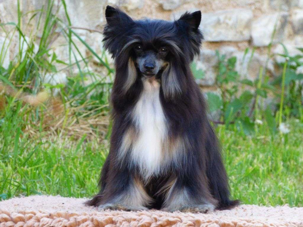 Valencia Molosos Gratzi