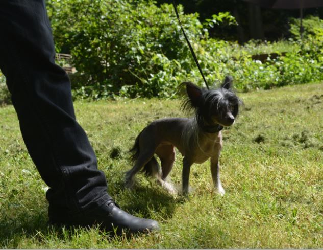 Woodcrest Black Perl